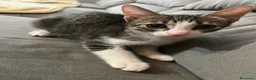 Meticcio gatti in regalo: Gattini di due mesi in regalo - Annuncio 2
