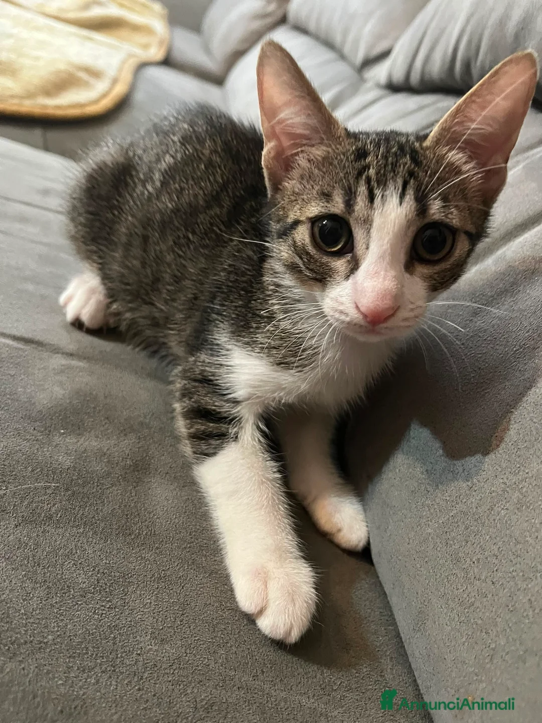 Meticcio gatti in regalo: Gattini di due mesi in regalo - Annuncio 2