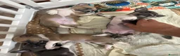 Chihuahua cani in vendita: Cuccioli di chihuahua  - Annuncio 3