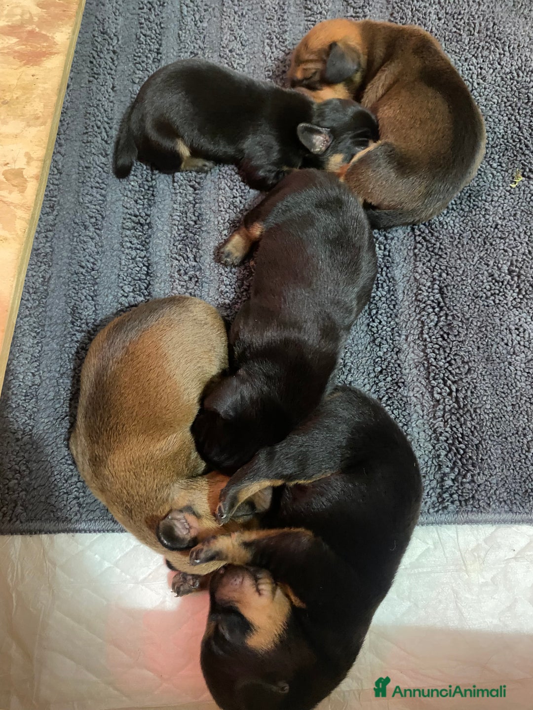 Bassotto cani in vendita: Bassotto tedesco nano - Annuncio 5