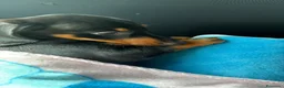 Bassotto cani in vendita: Bassotto nero focato  - Annuncio 2
