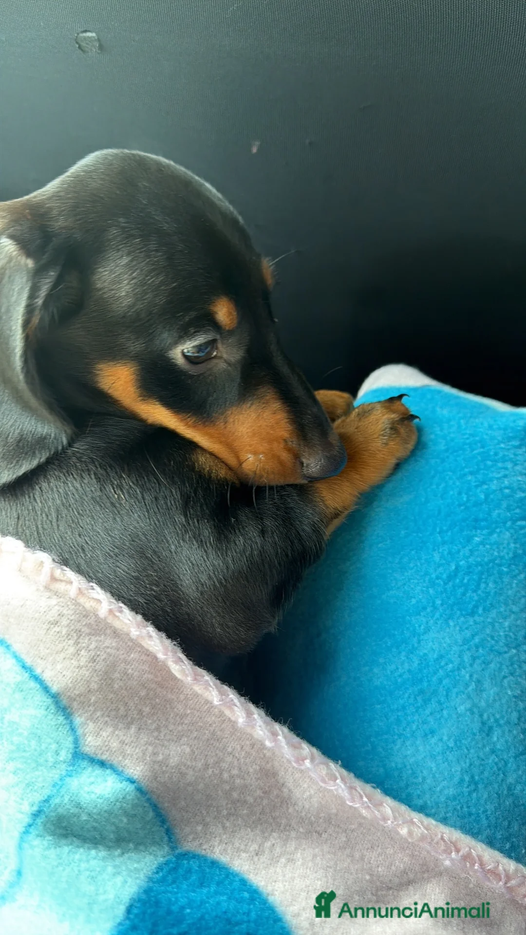 Bassotto cani in vendita: Bassotto nero focato  - Annuncio 2
