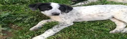 Meticcio cani in regalo: ZENO MIX SETTERINO  a Provincia di Varese - Annuncio 6