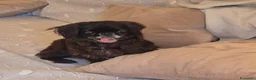 Pechinese cani in regalo: Isotta, sei kg di dolcezza - Annuncio 3