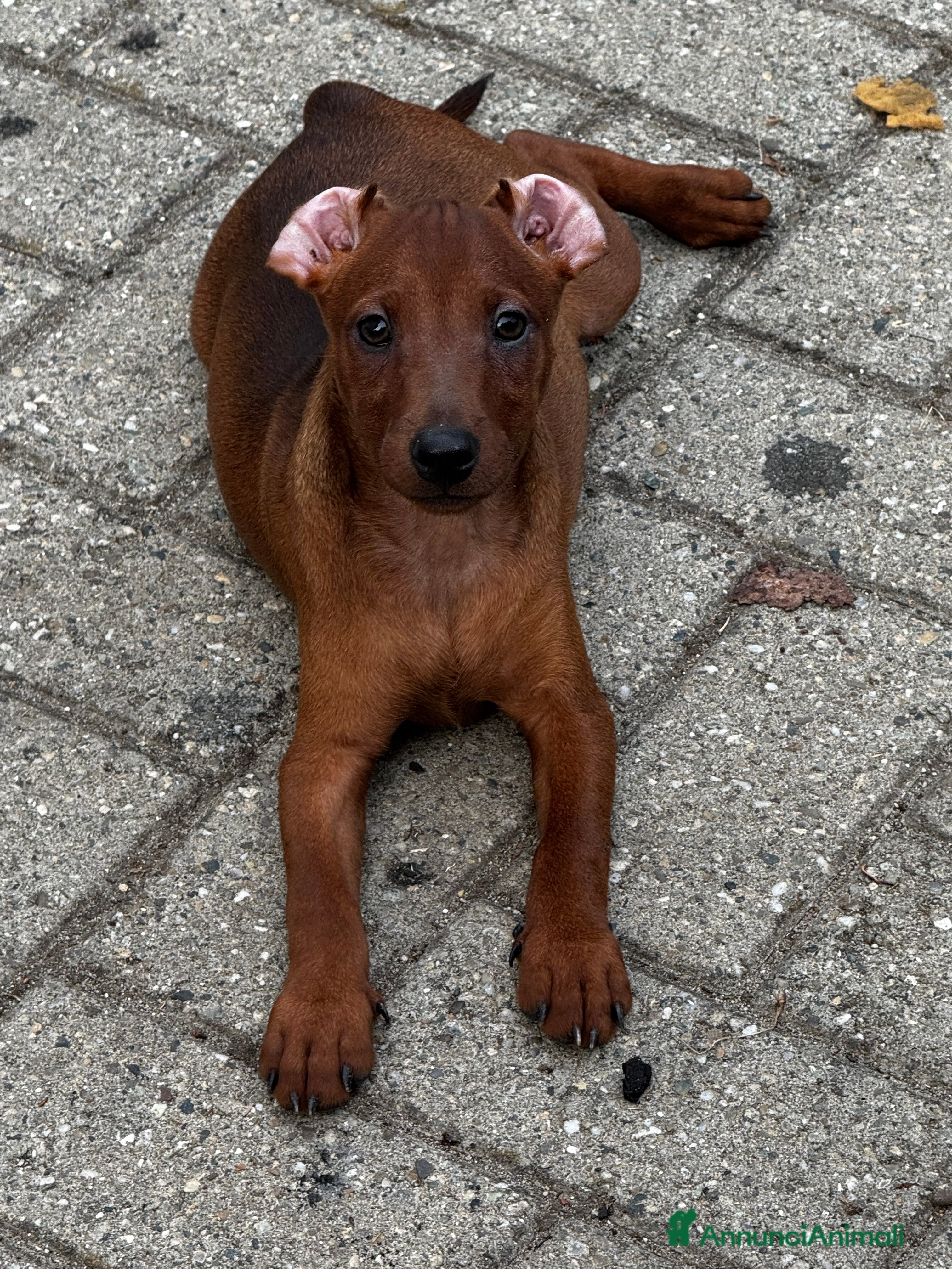 Pinscher Miniatura cani Pinscher nano - Annuncio 10