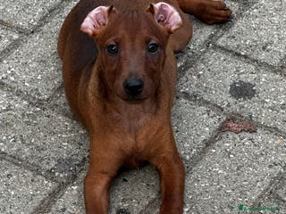 Pinscher Miniatura cani Pinscher nano - Annuncio 10