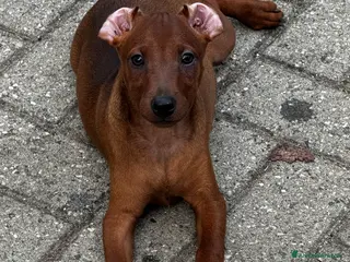 Pinscher Miniatura cani Pinscher nano - Annuncio 9