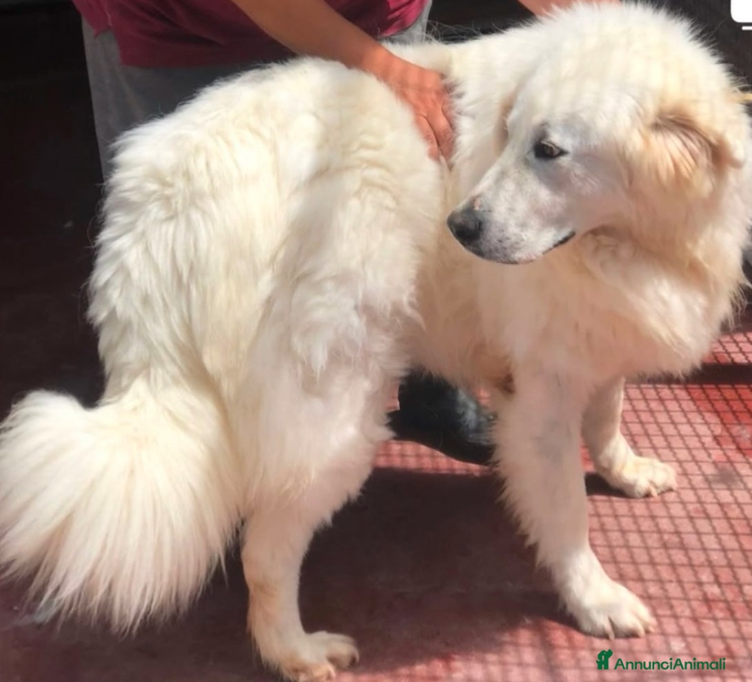 Pastore Maremmano cani Maschio e femmina 2 anni sterilizzati  - Annuncio 2