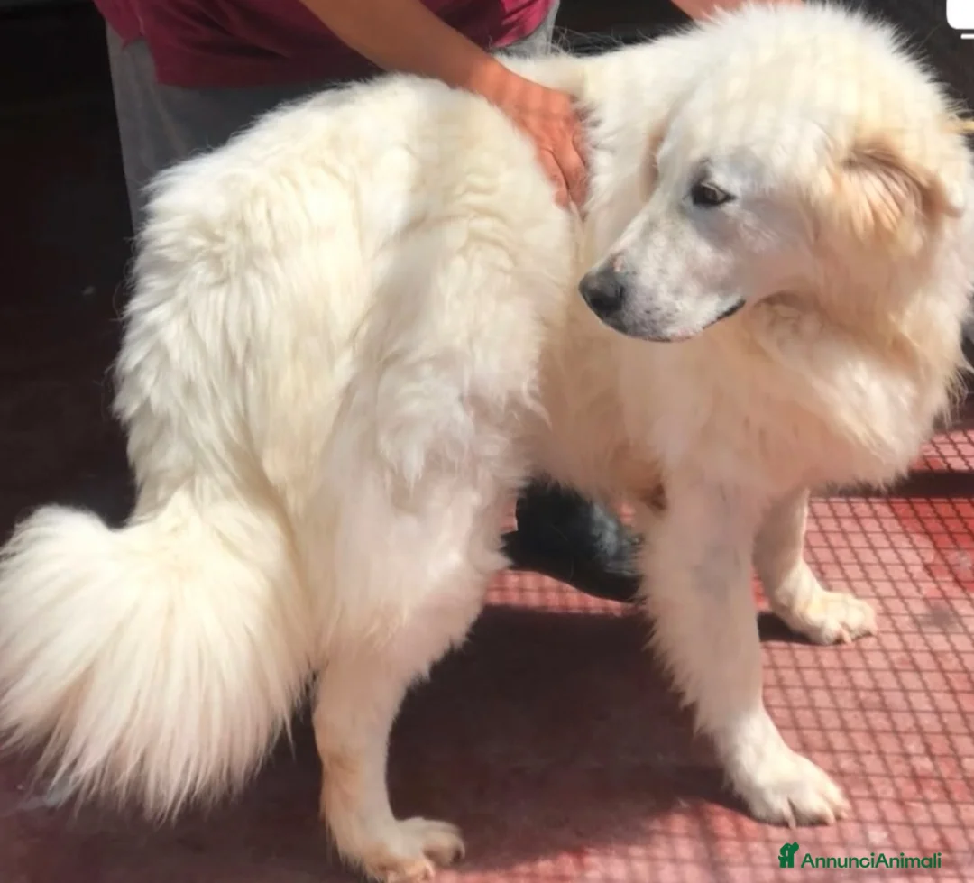 Pastore Maremmano cani in regalo: Maschio e femmina 2 anni sterilizzati  - Annuncio 1