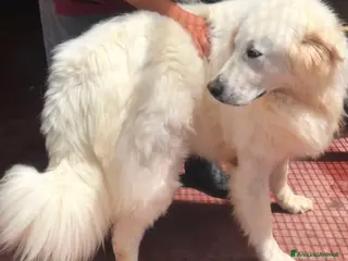 Pastore Maremmano cani Maschio e femmina 2 anni sterilizzati - Annuncio 2