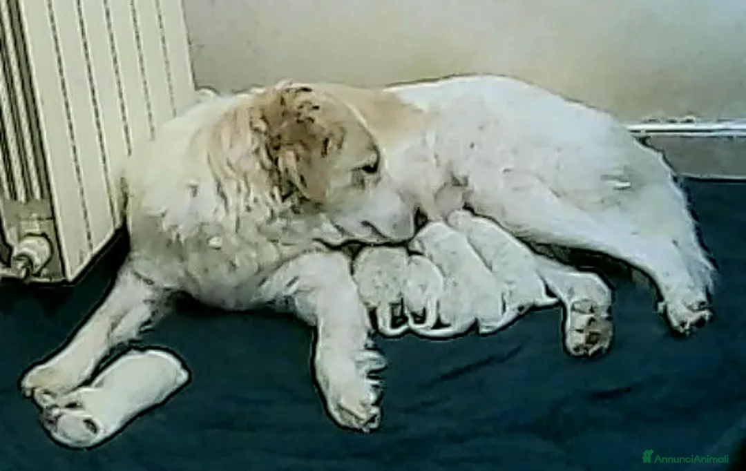 Pastore Maremmano cani in regalo: Cuccioli maremmani - Annuncio 11