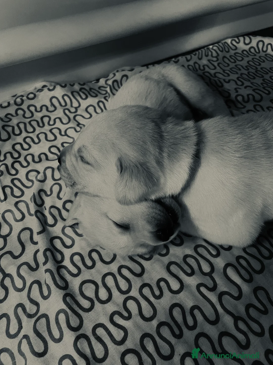 Labrador cani in vendita: Cuccioli di Labrador  - Annuncio 11