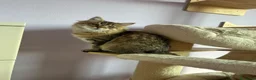 Siberiano gatti in vendita: 2 cucciole di Siberiano - Annuncio 3