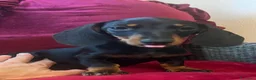 Bassotto cani in vendita: Cuccioli Bassotto Kaninchen e nano - Annuncio 25