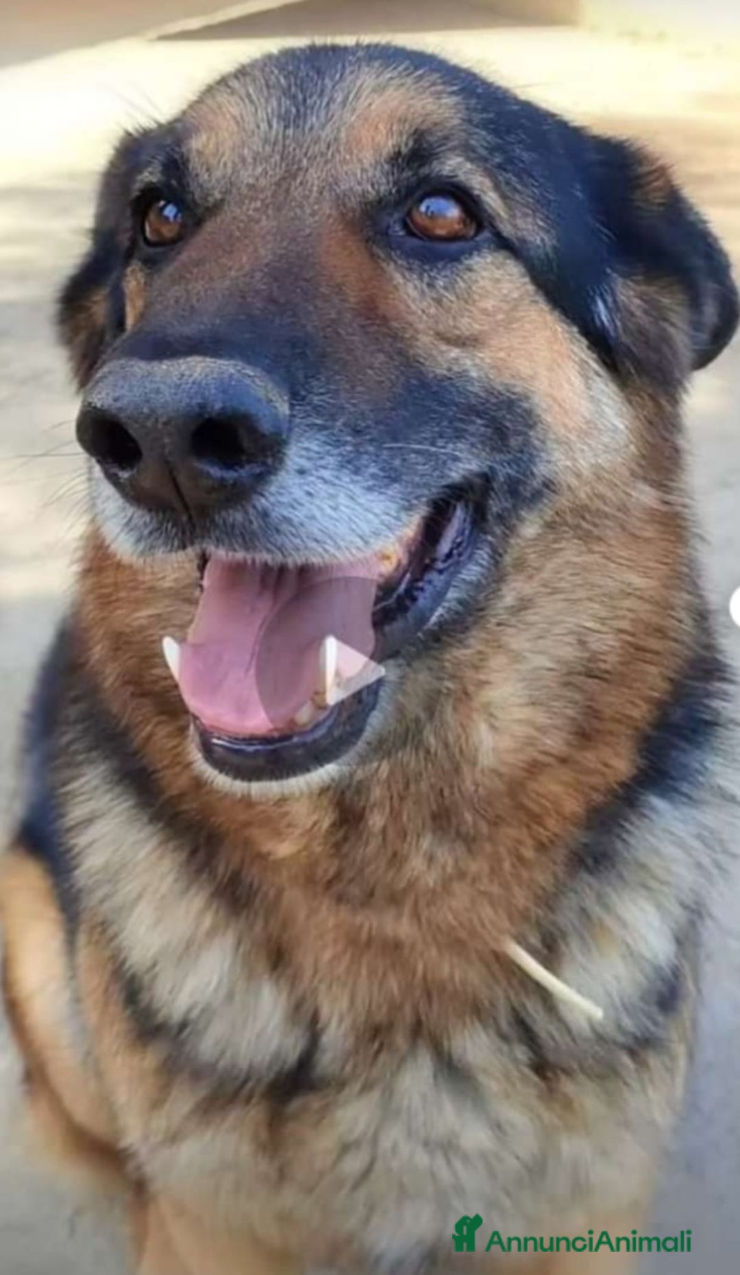 Pastore Tedesco cani in regalo: Pastore Tedesco TUTTI AVVELENATI TRANNE LUI!SICILI a Città metropolitana di Milano - Immagine 2