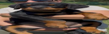 Rottweiler 3