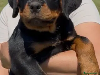 Rottweiler cani Cuccioli di Rottwelier con pedigree - Annuncio 3