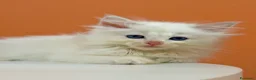 Ragdoll gatti in vendita: cuccioli ragdoll disponibili - Annuncio 11