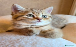 Scottish gatti in vendita: Cuccioli scottish fold e straight  a Provincia di Vicenza - Immagine 21