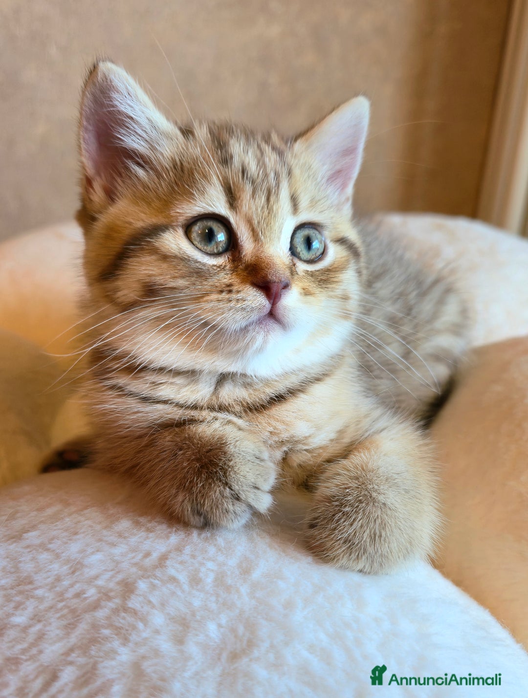 Scottish gatti in vendita: Cuccioli scottish fold e straight  a Provincia di Vicenza - Immagine 21