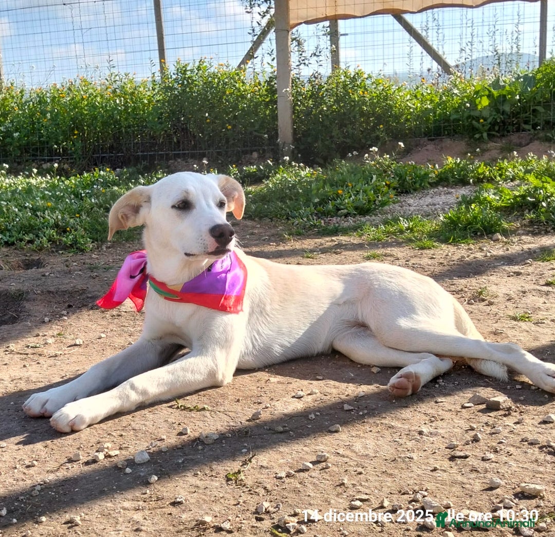 Meticcio cani in regalo: Erika una cucciola rimasta sola  - Annuncio 2