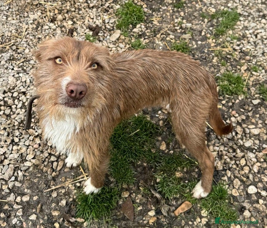 Meticcio cani Elide 1 anno taglia media contenuta  - Annuncio 6