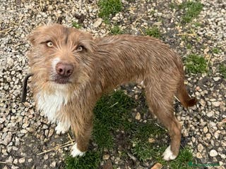 Meticcio cani Elide 1 anno taglia media contenuta - Annuncio 6