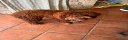Lagotto cani in vendita: Lagotto romagnolo a Città metropolitana di Roma Capitale - Annuncio 4