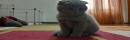 Scottish gatti in vendita: Gattini scottish shorthair  - Annuncio 4
