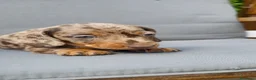 Bassotto cani in vendita: Bassotto nano - Annuncio 3
