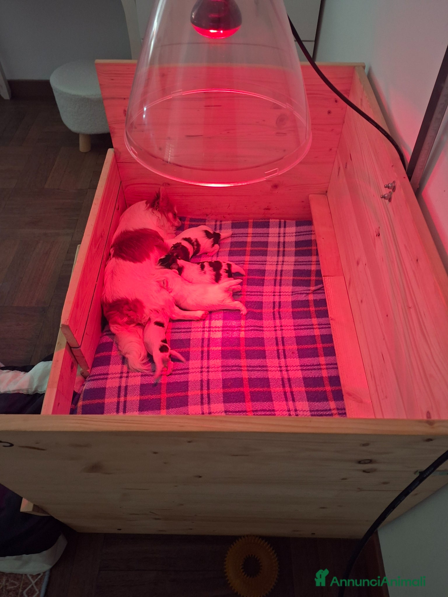 Chihuahua cani Chihuahua pelo lungo  - Annuncio 2
