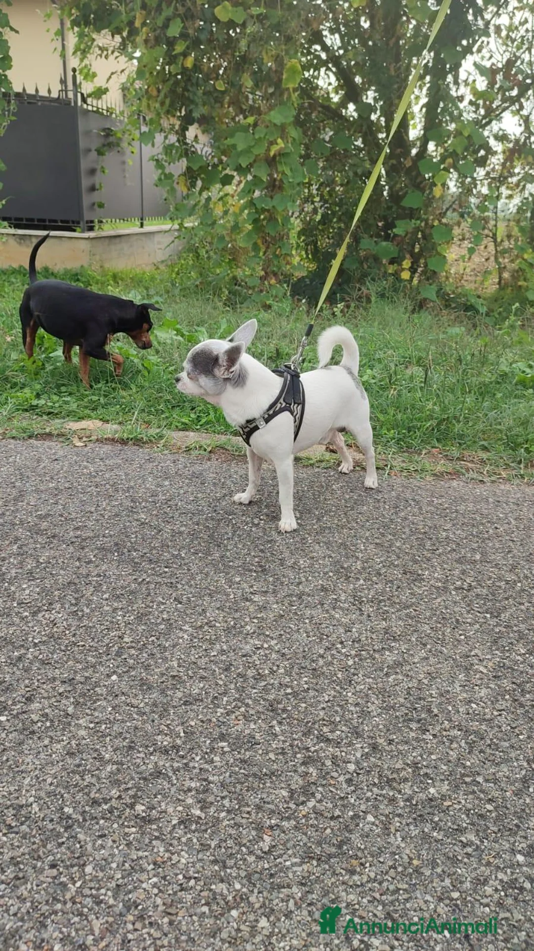 Chihuahua cani in vendita: Cucciolo chiuhuhua maschietto bianco e nero a Provincia di Brescia - Annuncio 3