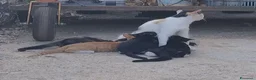Meticcio gatti in regalo: Due gattine piccole (3mesi) cercano casa - Annuncio 2