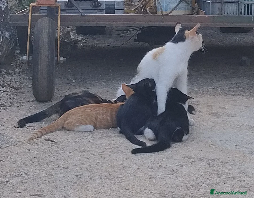 Meticcio gatti in regalo: Due gattine piccole (3mesi) cercano casa - Annuncio 2
