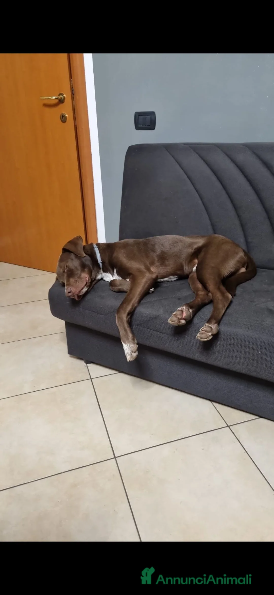 Meticcio cani in regalo: Riportato in rifugio: Pongo 9 mesi  a Provincia di Pisa - Annuncio 6