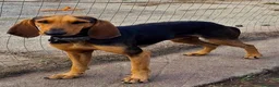Meticcio cani in regalo: BOBO 💙 orecchie a cotoletta. Cuore da bomber. a Provincia di Modena - Annuncio 3