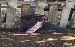 Drahthaar cani in vendita: Cuccioli di Drahthaar  a Provincia di Pordenone - Immagine 18