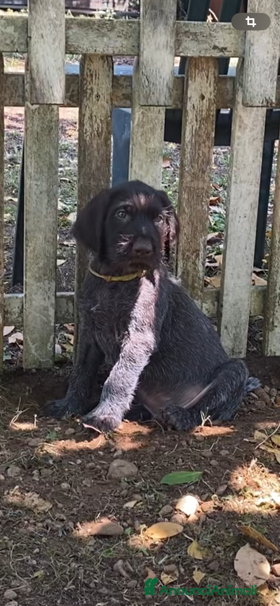 Drahthaar cani in vendita: Cuccioli di Drahthaar  a Provincia di Pordenone - Immagine 18