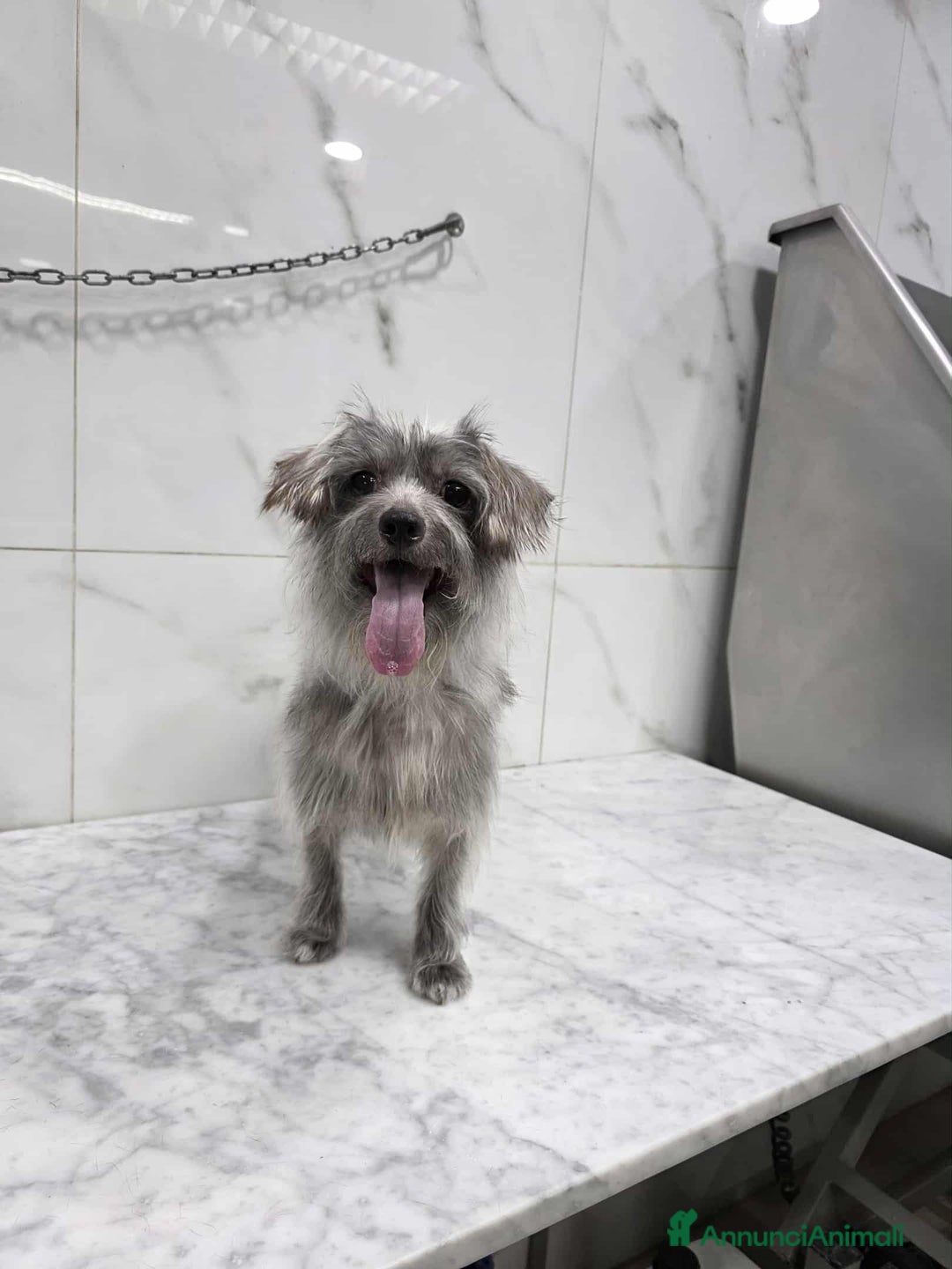 Meticcio cani in regalo: dina taglia piccola in regalo - Annuncio 5