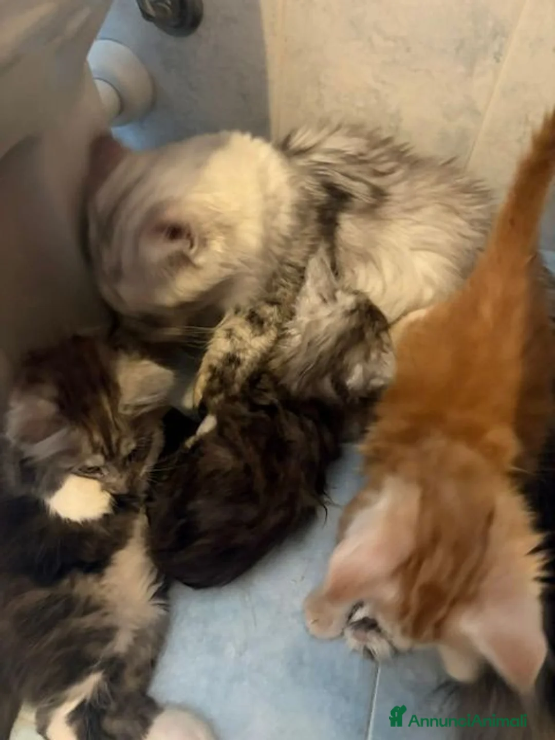 Maine Coon gatti in vendita: Splendido cucciolo di maine coon  - Annuncio 2