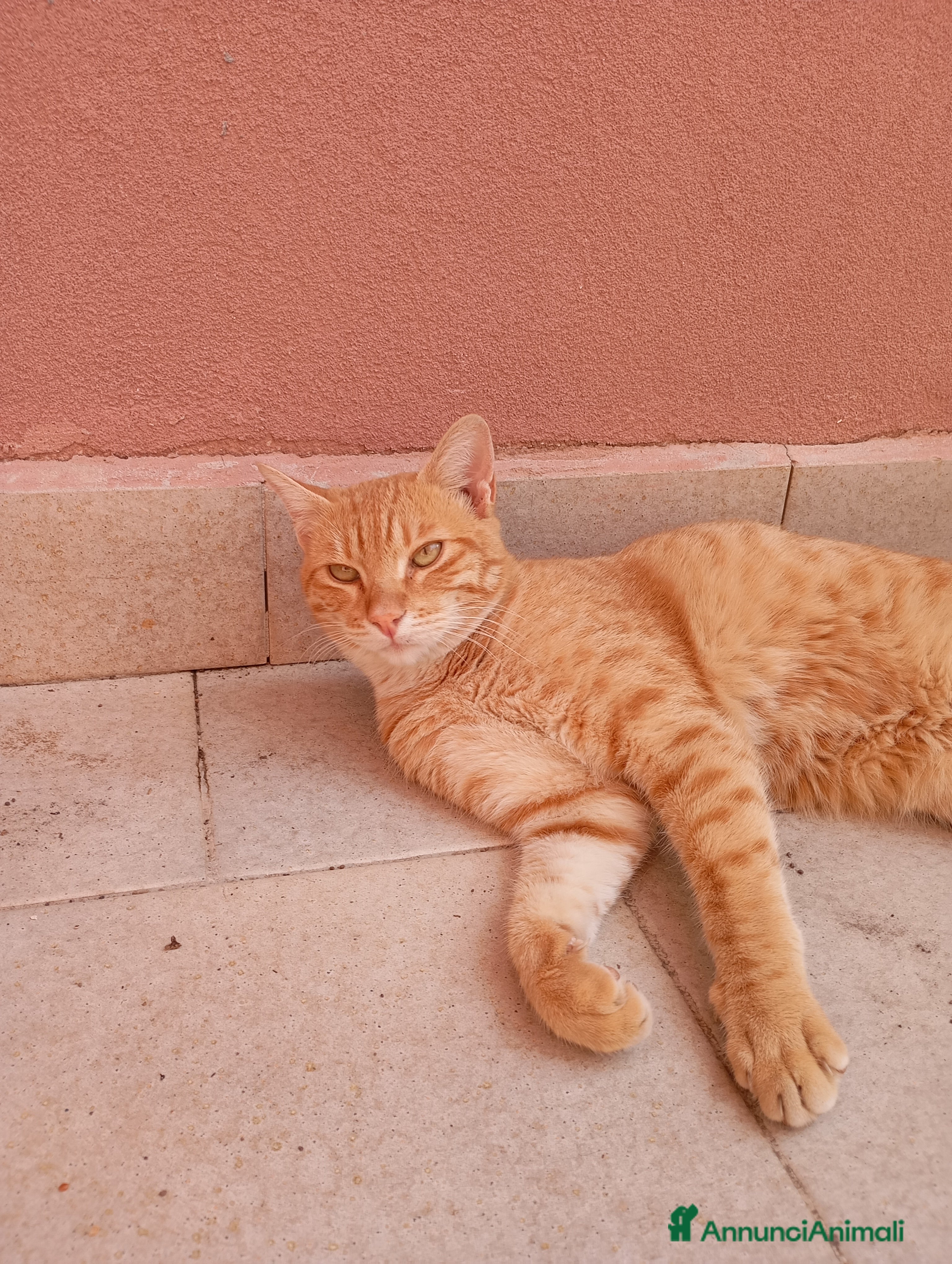 Europeo gatti Rumba cerca casa - Annuncio 7
