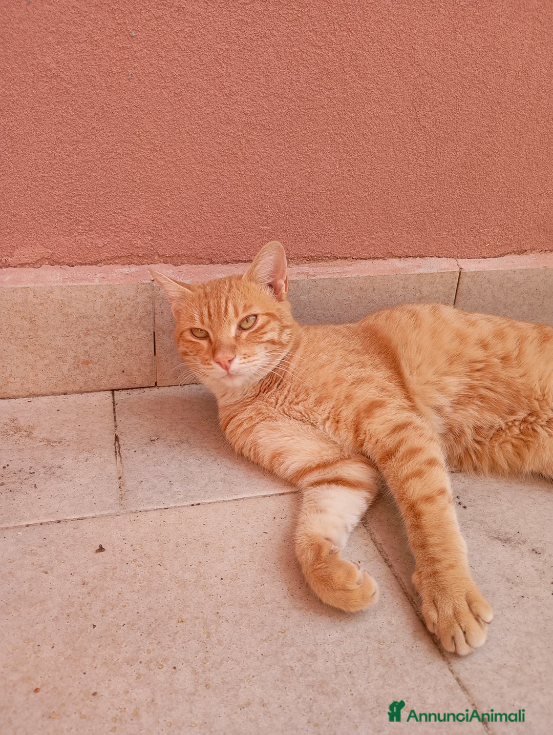 Europeo gatti in regalo: Rumba cerca casa - Annuncio 1