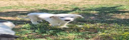 Pastore Abbruzzese Maremmano cani in vendita: Cucciolo di Pastore Maremmano-Abruzzese Maschio - Annuncio 6