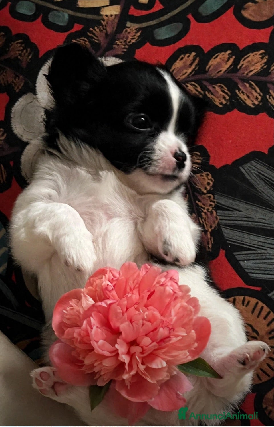 Chihuahua cani in vendita: Chihuahua pelo lungo pedigree  - Annuncio 34