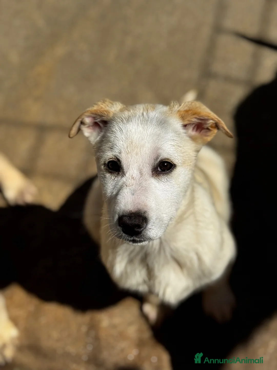 Meticcio cani in regalo: Lisa cucciola amorevole 4 mesi taglia media a Città Metropolitana di Torino - Annuncio 1