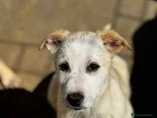 Meticcio cani Lisa cucciola amorevole 4 mesi taglia media - Annuncio 10