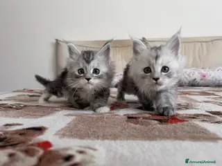 Maine Coon gatti Maine Coon femmine pedigree AGI - Annuncio 1