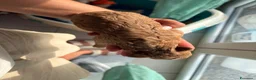 Barboncino cani in vendita: Barboncino - Annuncio 1