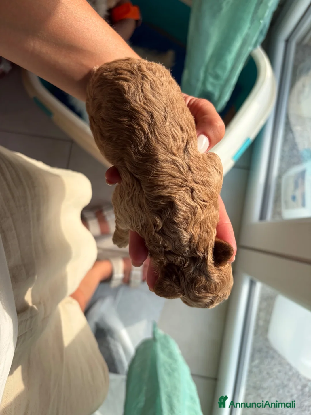 Barboncino cani in vendita: Barboncino - Annuncio 1
