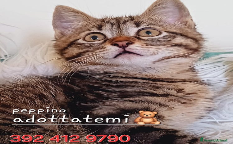 Europeo gatti - Annuncio 17